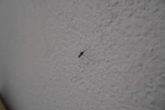 mossie2
